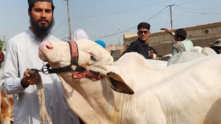 🔴 Live At Malir Cow Mandi 2024