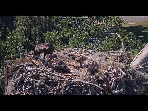 Savannah Osprey Nest Dishes Out Live Fish for Dinner for Chicks