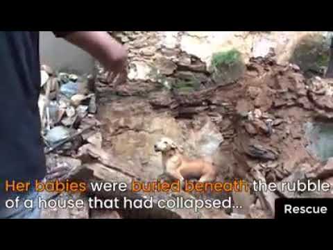 Heart touching .MOTHER DOG IS HELPING IN RESCUE OF HER baby dogs . Salutes to the boys