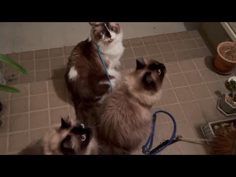 肉に飢えた虫がドイツの庭園に感染