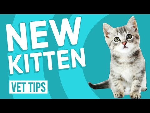 What To Do When Getting a New Kitten | Vet Tips