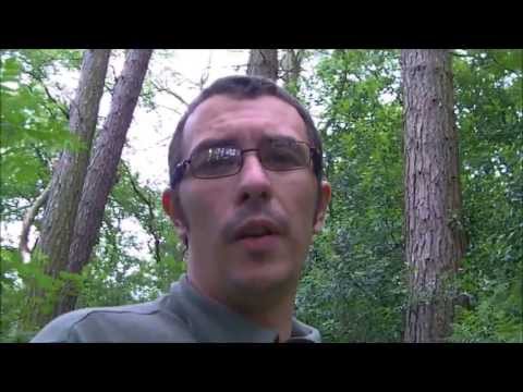 Identification of the Scots pine