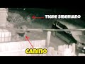Siberian Tiger Takes Pet From Home And Wolves Hunt Two Kangals