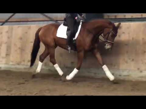 Daddy Cool Destano x Weltmeyer x Florestan , 4 yo