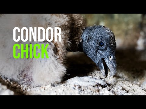 Newly Named Andean Condor Chick Makes Her Big Debut at the National Aviary