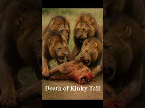 Death of Kinky Tail – Majingilane Lions vs Mapogo Lions | Lion Fight Story #shorts #factlinker
