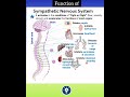 Function of Sympathetic Nervous System | Neural Control and Coordination Class 11 | KVS PGT BIOLOGY