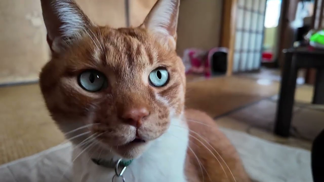 季節は春へと変わったけど猫さんの食欲は変わらず【侵入した野良仔猫】～家猫修行中～