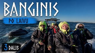 BANGINIS PRAPLAUKĖ TIESIAI PO LAIVU! | Andenes (3 dalis)