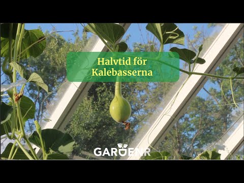 Halvtid för Kalebasserna - Trädgårdshacks med GardenR