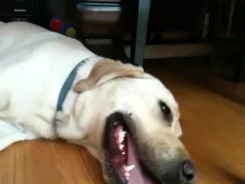 Anteprima Video Uno dei tratti più distintivi di un cane è sicuramente il suo ansimare continuo