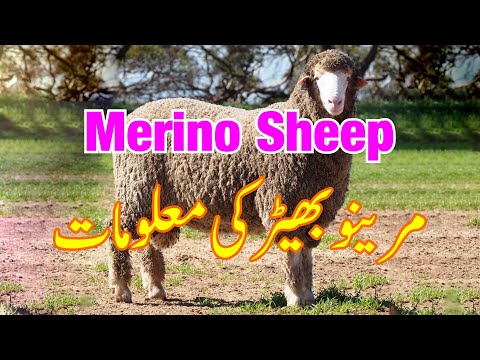 , title : 'Merino Sheep Physical Characteristic | Merino Bhair ki Pehchan aur Khobian | Merino Ram & Ewes'