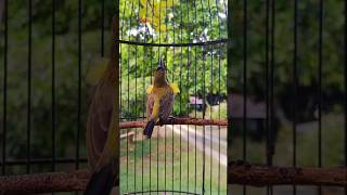 Download lagu pertemukan dengan sogon liar di alam agar birahi semakin gacor mp3