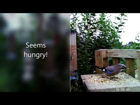 Jay visits the allotment bird feeder