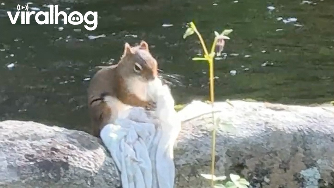 Squirrel Doing the Laundry || ViralHog