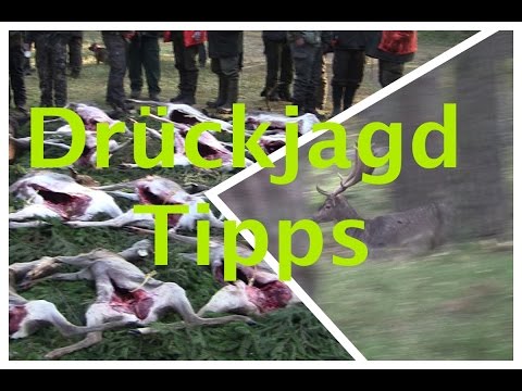 Drückjagd 2016 mit Tipps