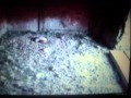 2012 05 13 Sokole Gniazdo W KGHM Głogów Wmv