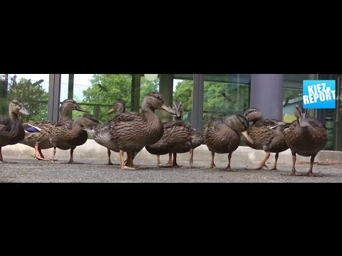 Pressevideo vom Kiez. Report beim Radiosender 93,4 RS2