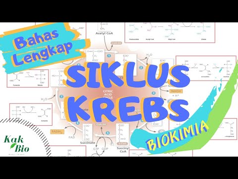 Bahas Lengkap SIKLUS KREBS | Respirasi Aerob
