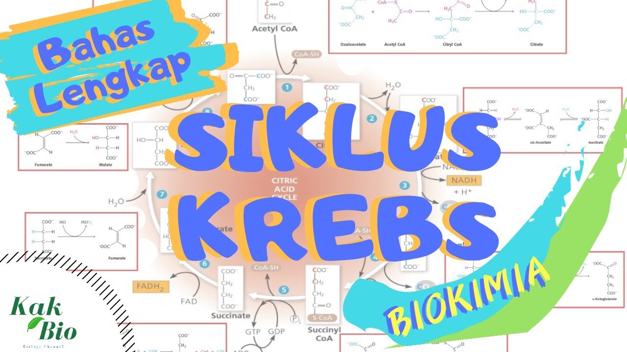 Bahas Lengkap SIKLUS KREBS | Respirasi Aerob
