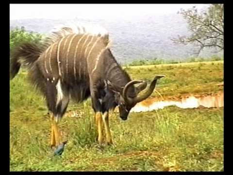 Nyala's "lateral presentation" - "esibizione laterale " del Nyala