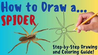 How To Draw A Spider - Fun & Easy Step-by-Step Drawing and Coloring Guide