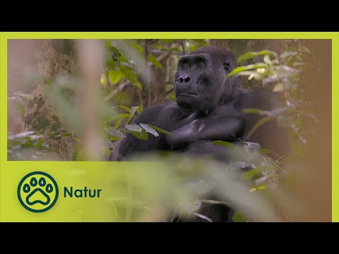 Drohende Gefahr - Gabun – Galapagosinseln | Äquator 360 Die Linie des Lebens5/12 | Go Wild (Deutsch)