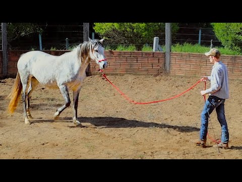 Horse Perfect &mdash; A Light, Responsive Backup on the Ground (What a Polished Backup Looks Like)