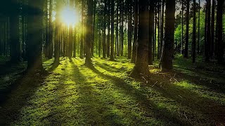 Linda Música Relaxante para aliviar o estresse meditar e relaxar...
