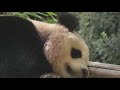 San Diego Zoo Safari Park Cut Summer Hours When Both Will Be Open Now