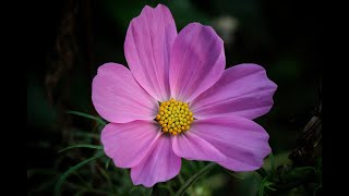 Love Will Conquer All - Lionel Richie (lyrics) Video by Jeannie Mitchell Myers