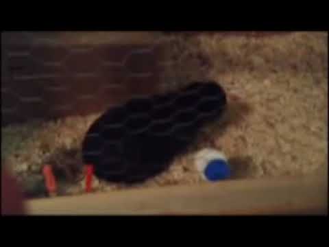 Harlem Shake V7 Rabbit Version