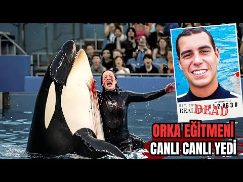 Orca Attack - The Story of When Trainer Alexis Martinez Was Attacked by an Orca