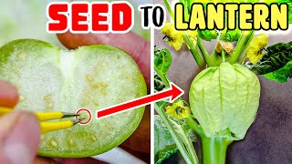 Growing Tomatillo Plant Time Lapse - Seed To Husk Fruit (58 Days)