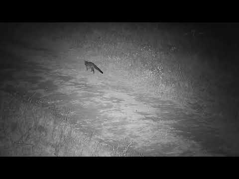 Djuma: Large-spotted Genet in the road by cam - 20:28 - 07/08/2023