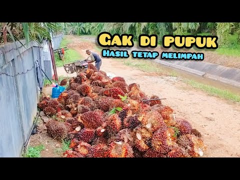 ternyata ini rahasianya sawit gak di pupuk hasil tetap melimpah