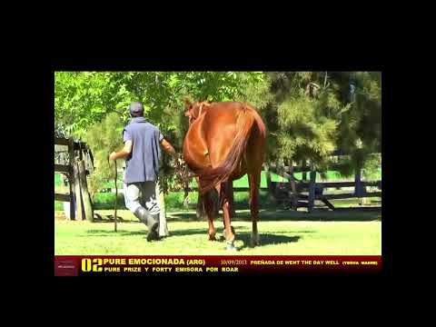 2 PURE EMOCIONADA ARG