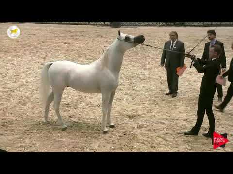 N.69 SINJAAR GB - SEWC 2019 - 4-6 Years Old Stallions (Class 9)