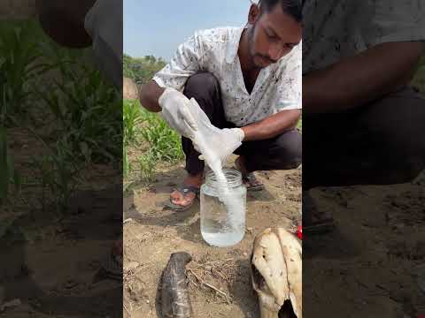 Caustic Soda Reaction with Animal Born 😲
