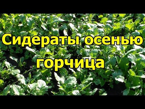 🍀#Сидераты осенью. Горчица.