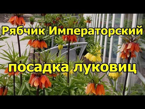 Рябчик Императорский. Посадка луковиц осенью.