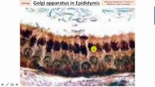 Cytology Part 1 (membranous organelles) 2016-2017