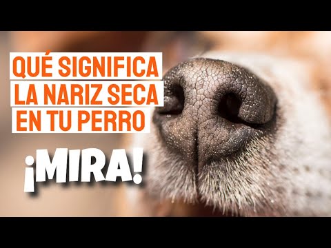 🐶🌞DRY NOSE IN DOGS (What It Means and What to Do)