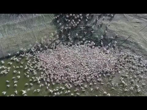 フライト遅延：鶴の冬の移動がイスラエルに遅れて到着 (Flight delayed: crane winter migration arrives late in Israel)
