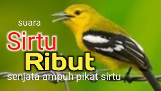 Download lagu Sirtu Ribut mp3.Senjata paling ampuh pikat sirtu mp3