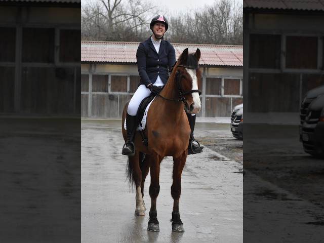 Caballo castrado Franca-Monta&ntilde;a En venta 2020 Bayo