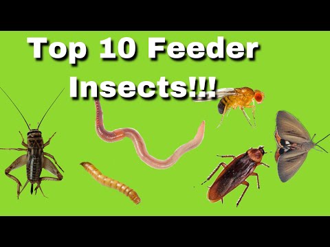 TOP 10 FEEDER INSECTS FOR REPTILES! (Amphibians+Invertebrates too!)