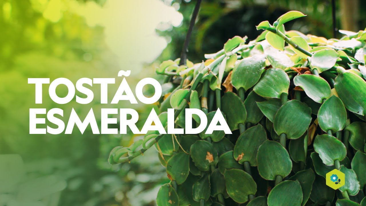 Watch Now Tostão esmeralda Tostão esmeralda