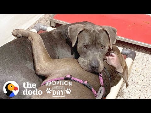 【動物】不想分開！兩隻狗狗同時被領養的感人故事 (Pittie Best Friends Had To Be Adopted Together  | The Dodo Adoption Day)