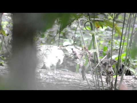 Seiurus noveboracensis